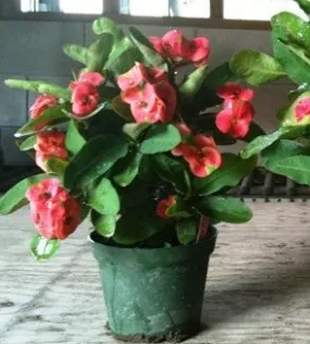 Euphorbia millii 'Crown of Thorns'