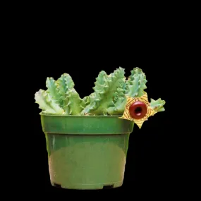 Huernia Zebrina 'Life Saver Plant'